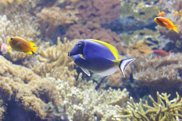 Beautiful surgeonfish passing by