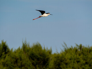 Black-winged Stilt Flying over Vegetation (Himantopus himantopus)