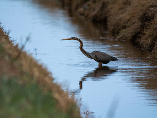 Purple Heron in an Irrigation Canal (Ardea purpurea)