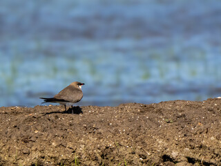 Collared Pratincole on the Edge of a Rice Field (Glareola pratincola)