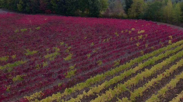 Aerial view of vibrant vineyard and tree-lined field in autumn, Murlo, Tuscany, Italy.