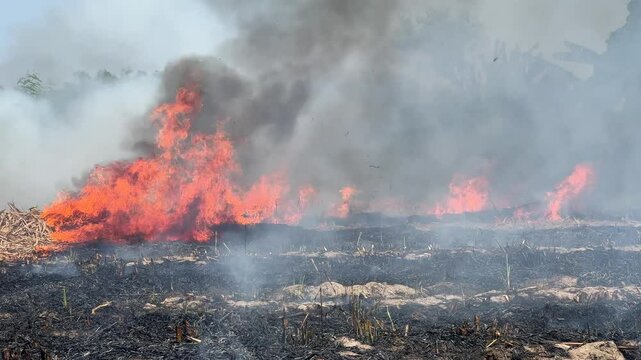 sugarcane field burning
