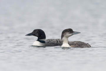 Pair of great northern divers or common loons (Gavia immer) off the Shetland coast, Scotland