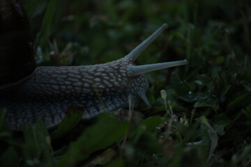 snail in darkness
