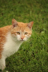 cat in the grass