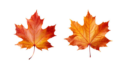 Autumn leaf cutout
