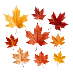 Set of autumn leaves on transparent background