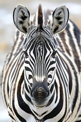 Naklejka premium zebra close up focused on her head