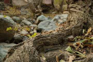 close up of a tree bark depth of field shallow background fall orange leaves