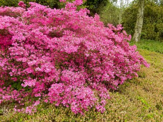 large azalea with many purple flowers