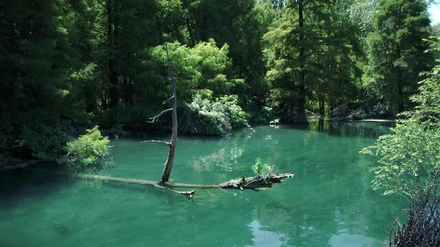 A journey among the giants of the Taxodi forest of Paratico, Italy