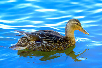 duck on the water