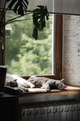 two fluffy cats sleep calmly on the window in the living room, wooden window sill and trees outside the window.