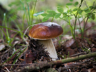 Boletus in the forest, cep, penny bun, porcino, porcini

