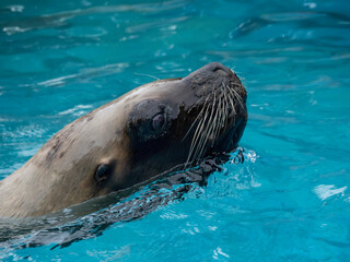Fototapeta premium Sea lion from Cabárceno Park in Cantabria (Spain)
