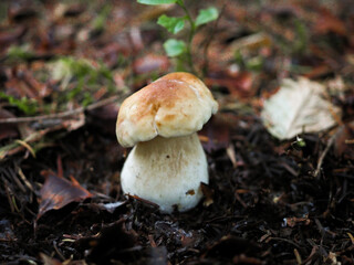 Boletus in the forest, cep, penny bun, porcino, porcini

