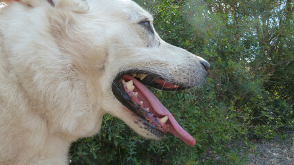 Cane