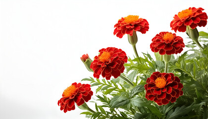 Obraz premium Red Marigold Flowers in Full Bloom on a White Background