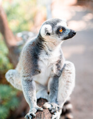 Fototapeta premium Lemur sitzt auf einem Geländer