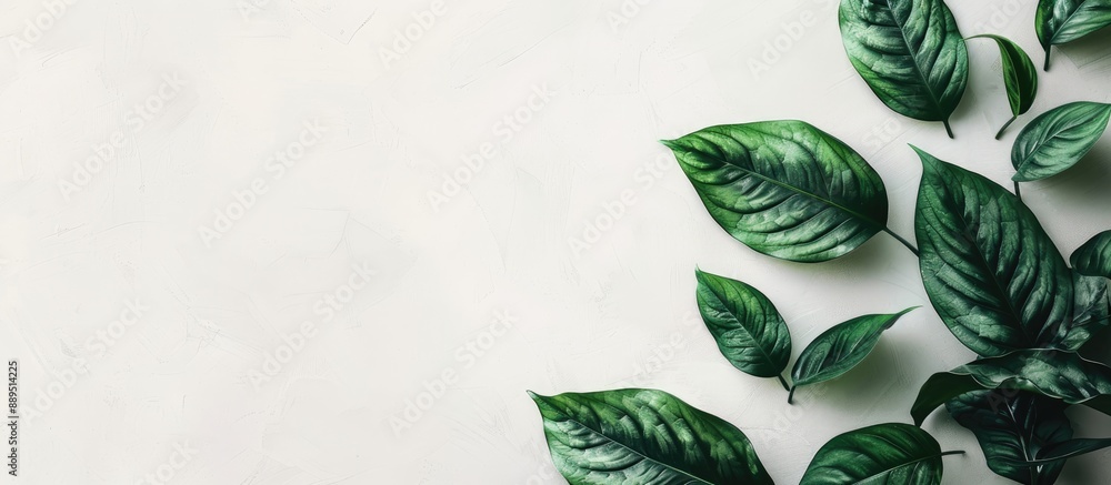 Poster minimal exotic concept featuring leaves on a white background with copy space image for a stylish bo