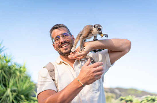 wilder Lemur springt auf einem jungen Mann herum