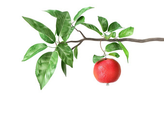Green leaves and small red fruits on a branch, highlighting nature's bounty. Isolated on a transparent background