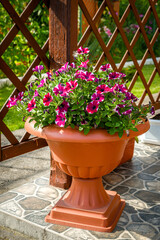 Balcony flowers petunia.