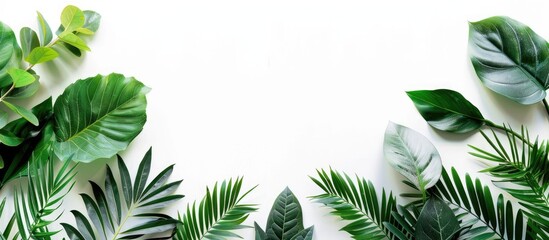 Minimal exotic concept featuring leaves on a white background with copy space image for a stylish border arrangement.