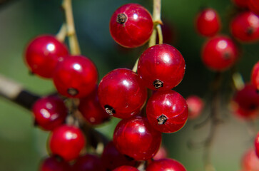 Red currant
