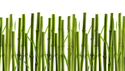 Fototapeta premium green bamboo wall isolated on transparent background cutout