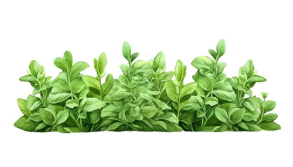 fresh green herb watercolor isolated on transparent background cutout