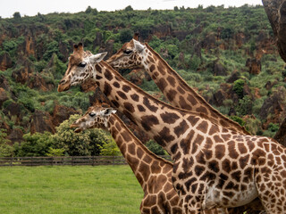 Giraffes in Cabárceno Park in Cantabria (Spain)