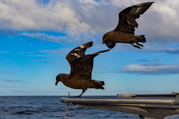 seagull in flight