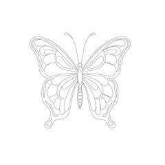 butterfly on white background