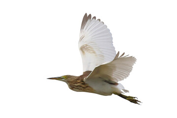 Beautiful flying Javan Pond Heron isolated on transparent background png file