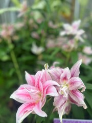 Pink lilies portrait photo zoomed in on flower
