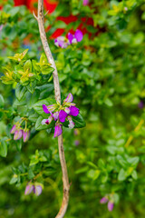 pink and white flower