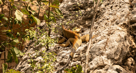 iguana