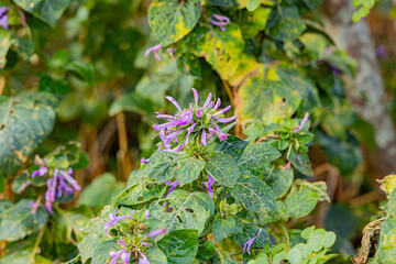 leaves in the garden
