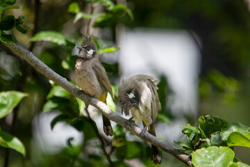 Himalayan bulbul (Pycnonotus leucogenys), or white-cheeked bulbul, in Binsar in Uttarakhand, India