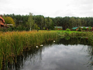 A picturesque autumn lake shore with colorful trees and ducks swimming in the water