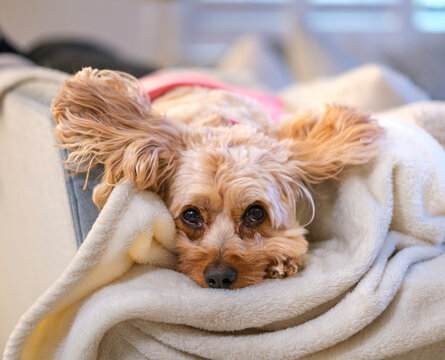 Cavapoo puppy with floppy ears