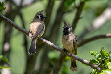 Himalayan bulbul (Pycnonotus leucogenys), or white-cheeked bulbul, in Binsar in Uttarakhand, India