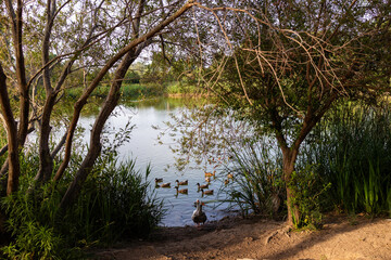 Patos en el lago 