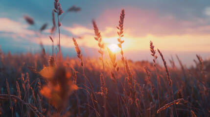 A field of tall grass with a sun setting in the background
