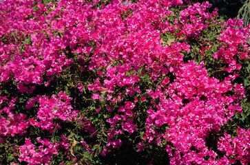 Buganvilla fucsia en Santorini, Grecia