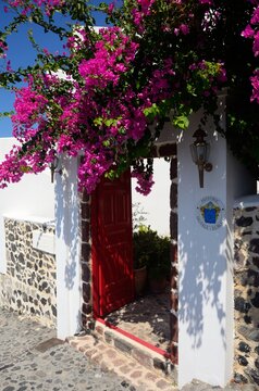 Buganvilla fucsia en Santorini, Grecia