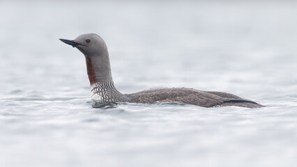 Red-throated diver or red-throated loon (Gavia stellata), Shetland, Scotland. Beautiful british water bird in summer.