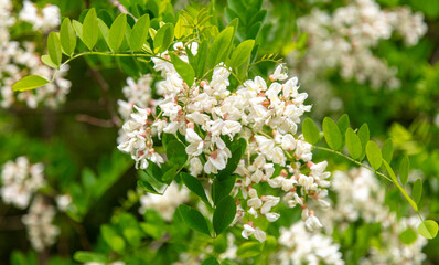 Blooming white acacia flowers on nature