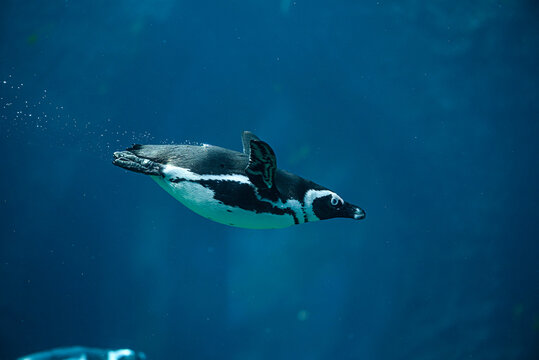 Portrait of a penguin close up, beautiful and the penguin is swimming underwater framed by air bubbles in blue water.